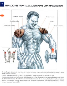 elevaciones-frontales-mancuernas